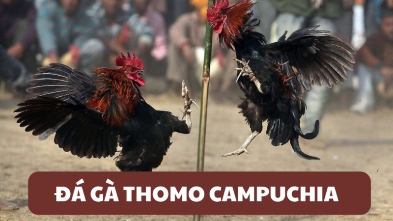 Đá gà Thomo V9Bet