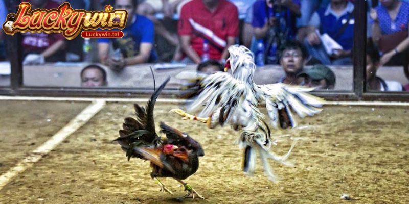 Xem đá gà mạng
