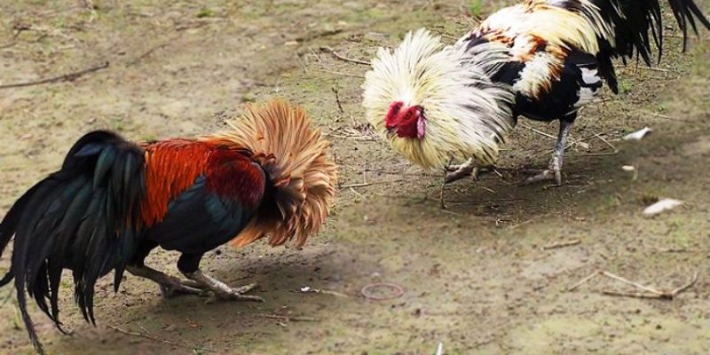 Chiến kê tham gia đá gà cựa sắt phải có khung xương vững chắc và to khỏe
